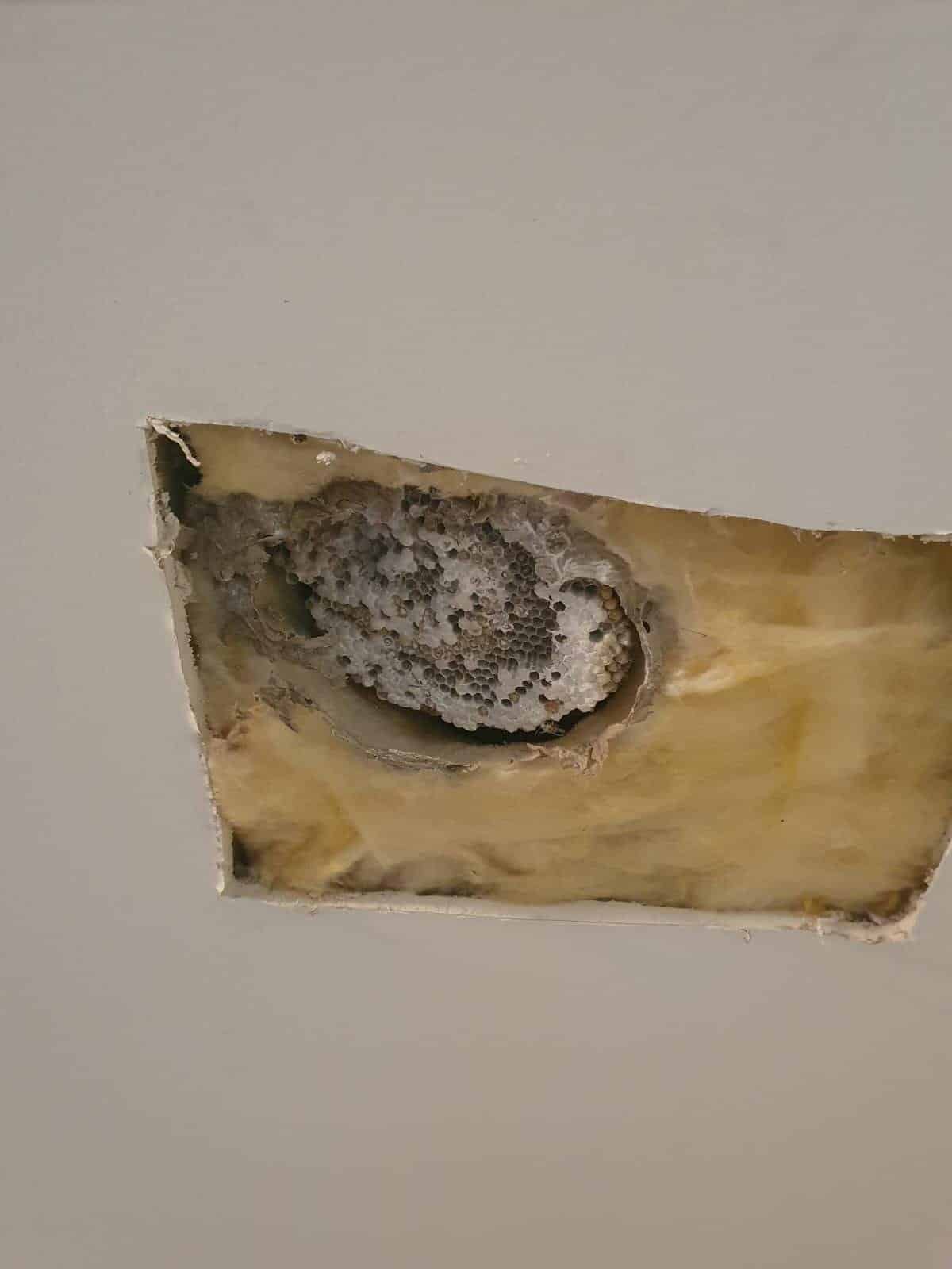 Wasp nest removed from a ceiling cavity behind plasterboard and insulation