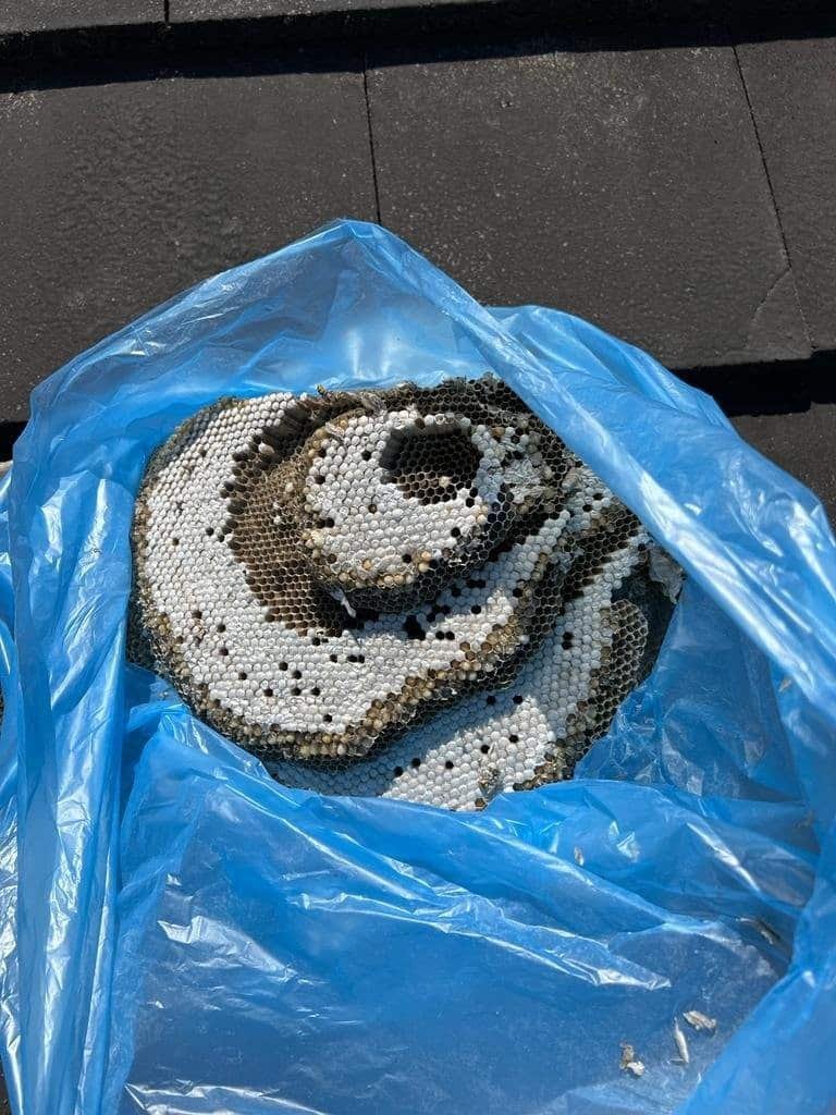 Removed wasp nest comb bagged up on a roof in Victoria ready to be taken away